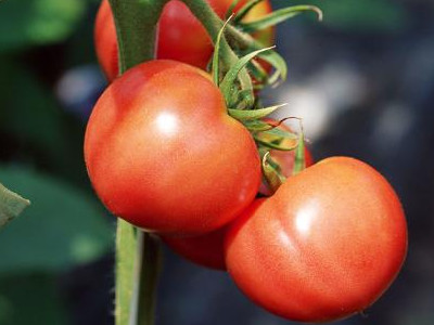 安特莱斯西红柿种下子哪里卖