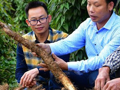 广昌茶树菇种植视频