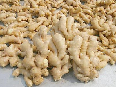 京科糯368玉米种子
