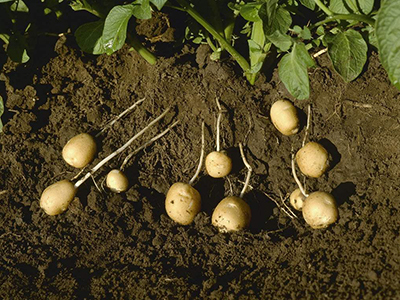土豆施肥技术