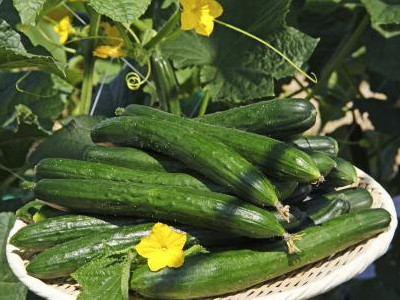 南瓜的种植与管理