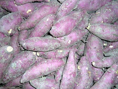 泰薯14红薯种子公司