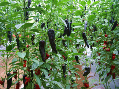 长寿仁豌豆高产种植