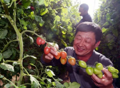 绿柄黑龙茄子育种技术