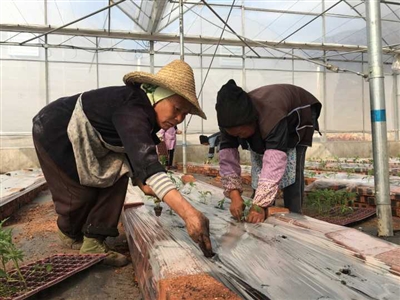 长豇豆的种植方法