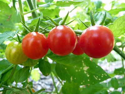 大红硬果西红柿育种技术