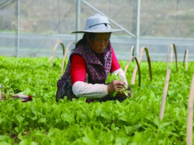 日本红星胡萝卜种植技术