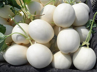 荷兰15土豆种子批发