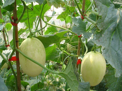 早红茄育种技术