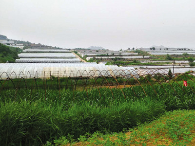广州芥蓝种植技术