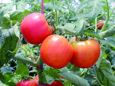 早红茄产地供应