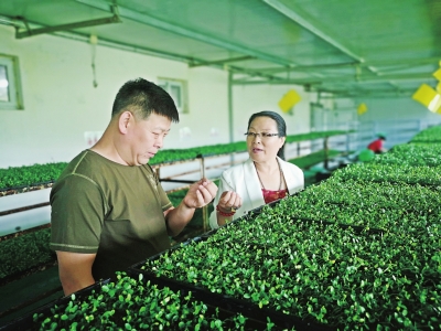 中国普洱茶叶网