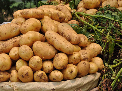 黄心木薯种植技术