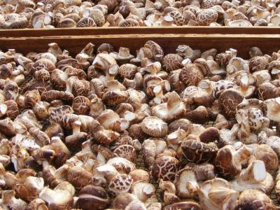 松树菌蘑菇种植技术