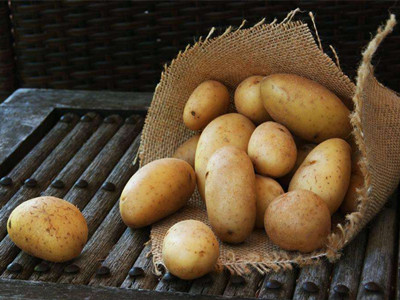 大西洋土豆病虫害及防治