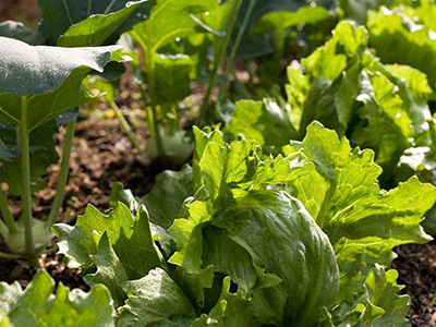 白菜种植时间和方法