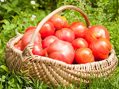 以色列西红柿供应信息