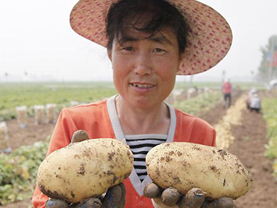 冀张薯12土豆加工厂
