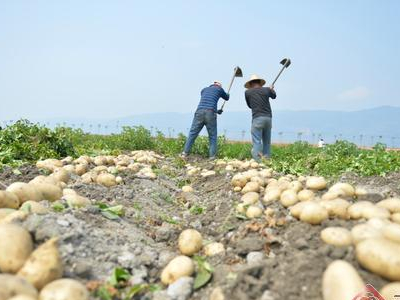荷兰15号土豆种植视频
