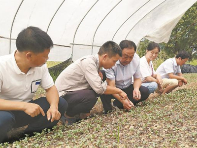 紫长茄育种技术