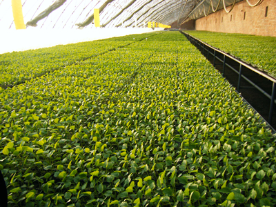 茶树菇施肥技术