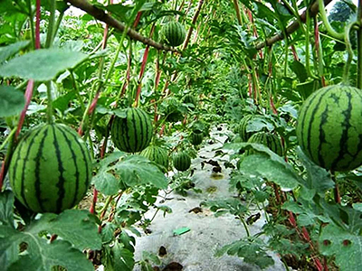 西红柿施肥方法