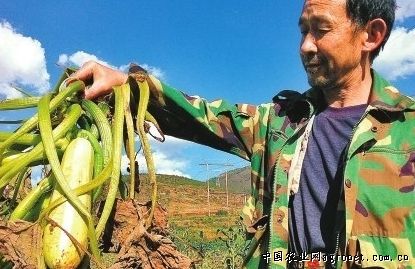 芦笋育种技术