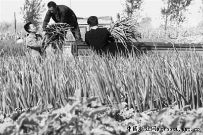 杂交水稻种植面积