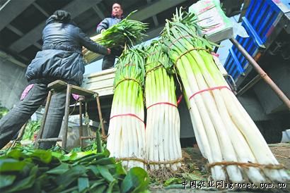 湖南益阳：沅江科技局采取四项举措发展芦笋产业