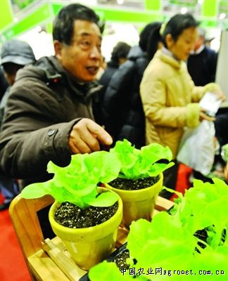 紫扁豆市场多少钱一斤