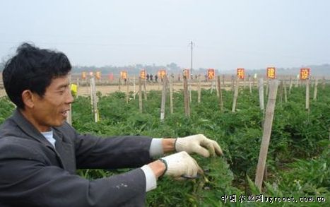 黄湾贡藕是什么品种的