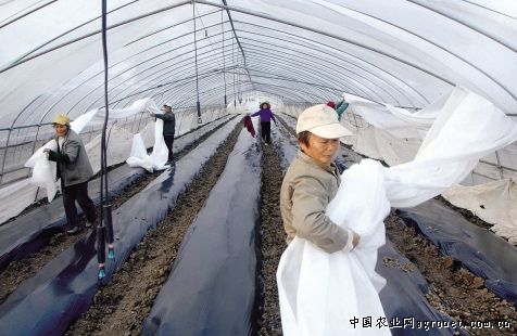 随州香菇种植基地历史