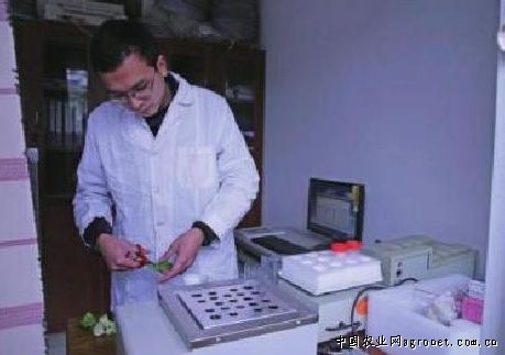 夏王甜玉米种植技术