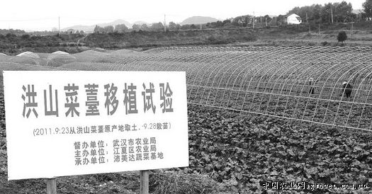 大荔黄花菜产地在哪里