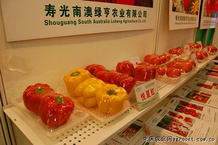 金鹏西红柿供应信息