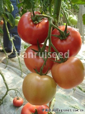 快圆茄种植