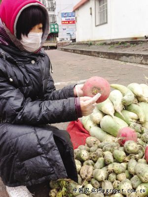 宁波市“慈溪丁磊”要圆“蔬菜梦”（图）
