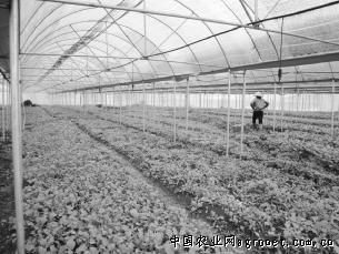 杭茄育种技术