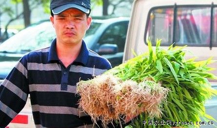鲜竹荪种植技术