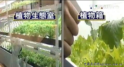 玉米育苗方法