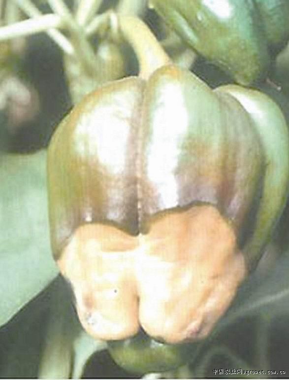 翠宝软荚荷兰豆贮藏方法