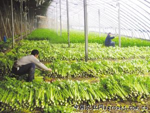 红秋葵种子厂家