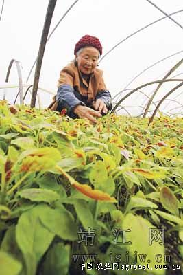 遵义绥阳镇打造万亩蔬菜基地助农民增收（图）