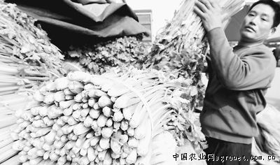 迪卡653玉米种