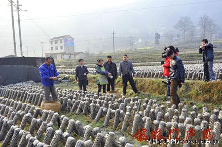 黑龙江榛蘑批发市场