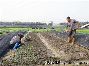 墨茄育种技术