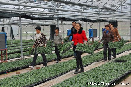 贵阳云岩区积极开展春季农作物种子检疫检查工作