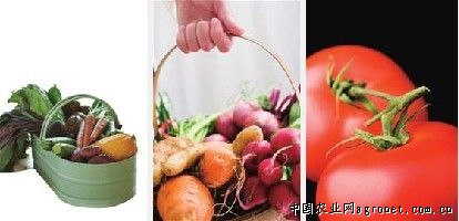 小芫荽香菜种植技术