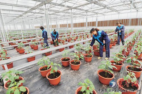 红叶莴笋栽培技术