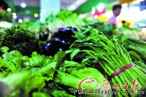秦白系列白菜种植技术